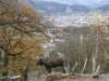 innsbrucknov0947_small.jpg
