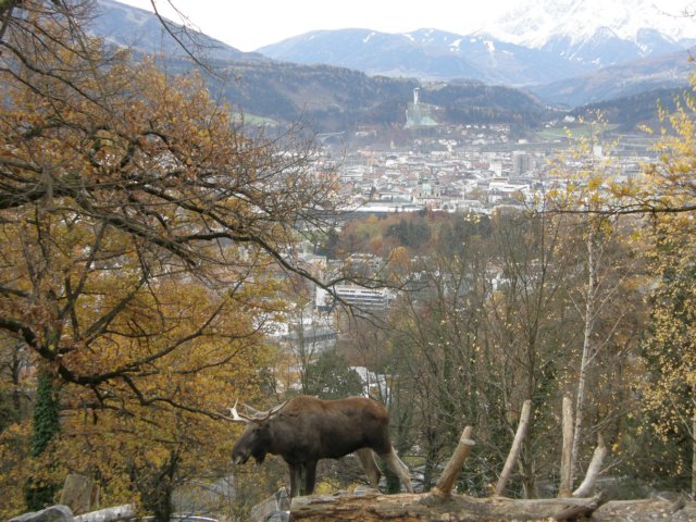 innsbrucknov0948.jpg