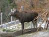innsbrucknov0949_small.jpg