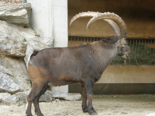 innsbrucknov0954.jpg