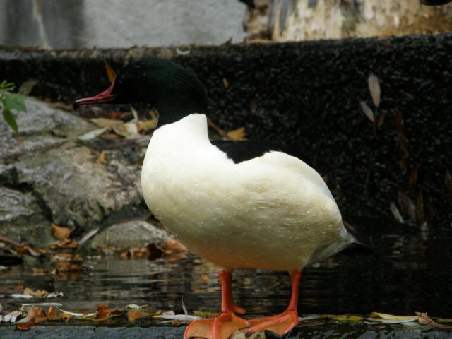 innsbrucknov0958.jpg
