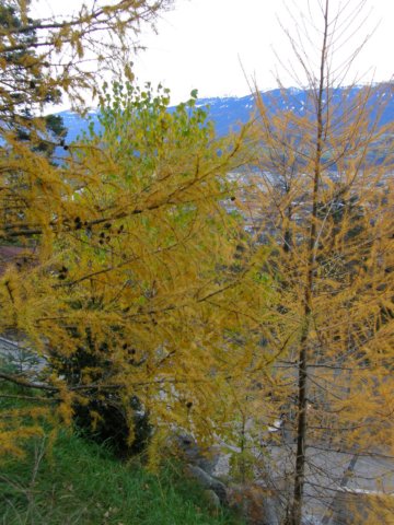 innsbrucknov0965.jpg