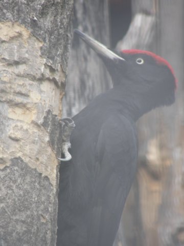 innsbrucknov0970.jpg