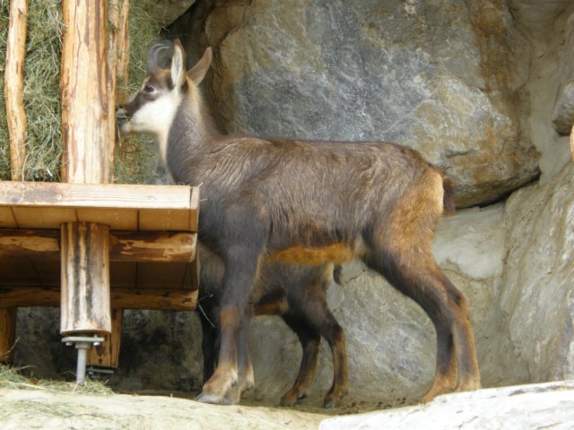 innsbrucknov0974.jpg