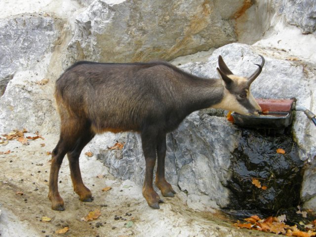 innsbrucknov0975.jpg