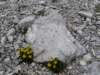 latemarerifugiotorredipisa070944_small.jpg