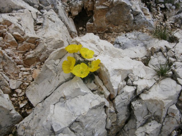 latemarerifugiotorredipisa070980.jpg