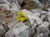 latemarerifugiotorredipisa070980_small.jpg