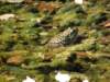 ljubljiana116_small.jpg