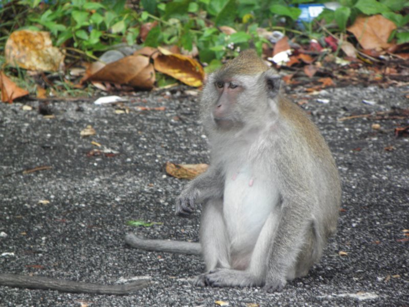 singaporemalaysia38.jpg