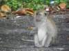 singaporemalaysia38_small.jpg