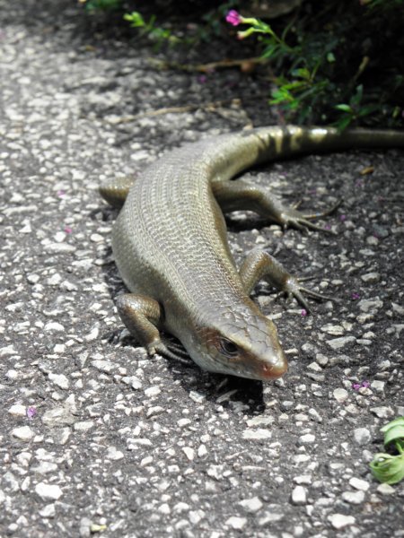 singaporemalaysia2012107.jpg
