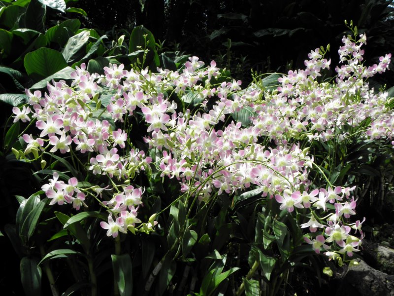singaporemalaysia201269.jpg