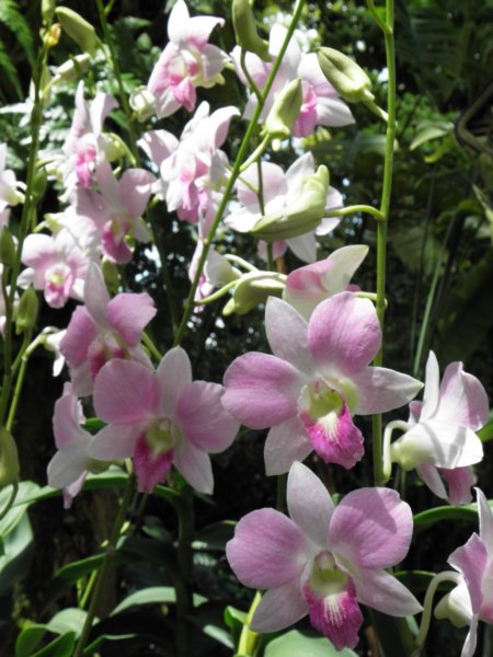 singaporemalaysia201270.jpg