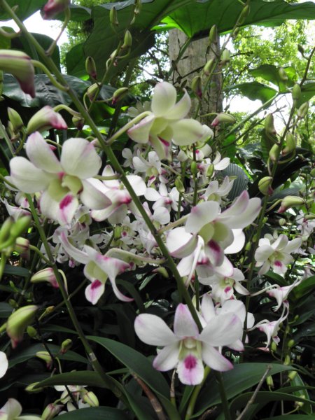 singaporemalaysia201272.jpg