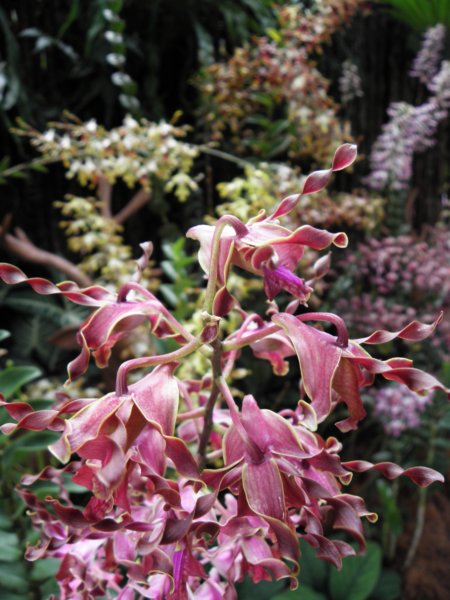 singaporemalaysia201290.jpg
