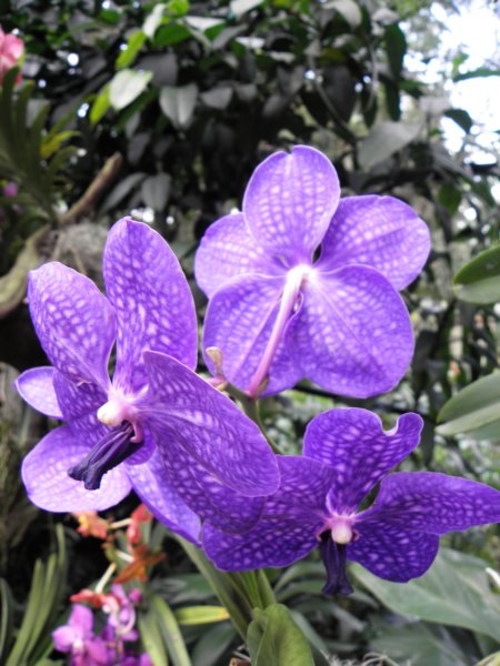 singaporemalaysia201295.jpg