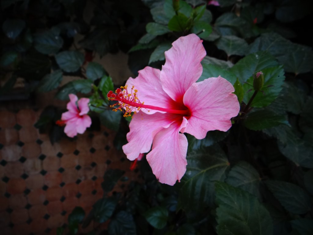 morocco201443.jpg