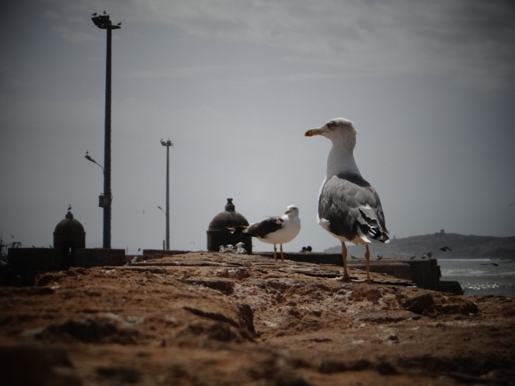morocco201422.jpg