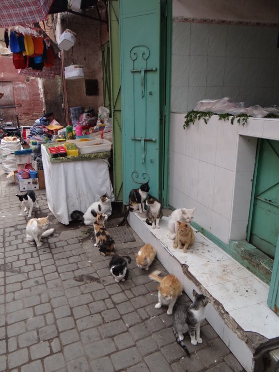 morocco201431.jpg