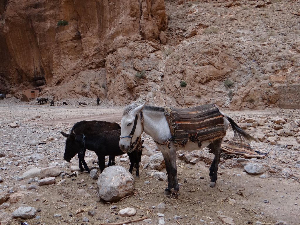 morocco2014136.jpg