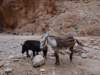morocco2014136_small.jpg