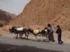 morocco2014148_small.jpg