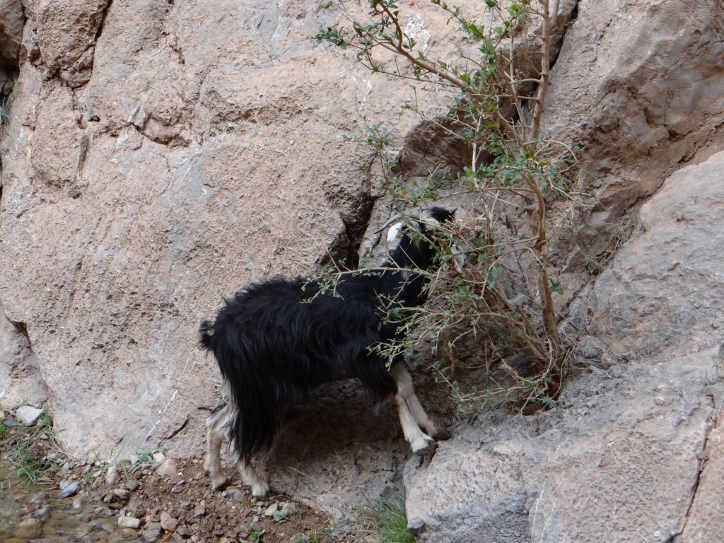 morocco2014162.jpg