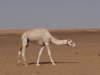 morocco201481_small.jpg