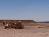 morocco201457_small.jpg