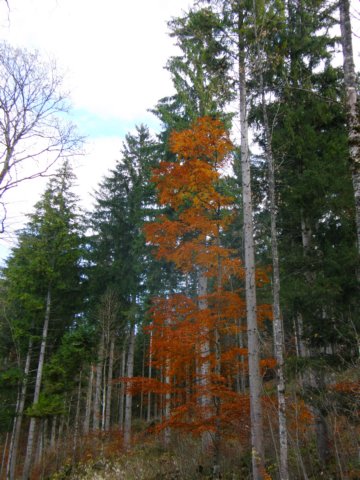 neuschwansteinnovember0910.jpg