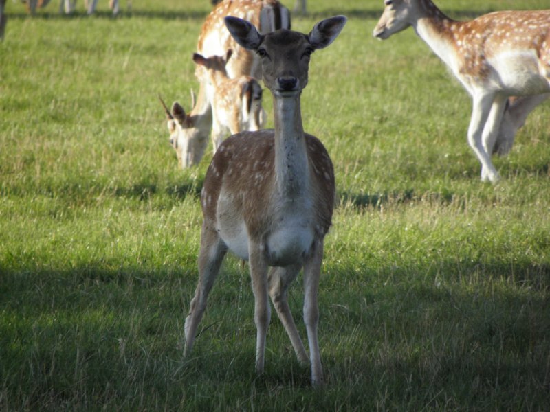 norkfolkukaug201262.jpg