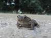 norkfolkukaug201275_small.jpg
