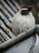 normandy101_small.jpg