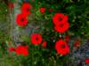 normandy128_small.jpg