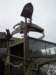 normandy142_small.jpg