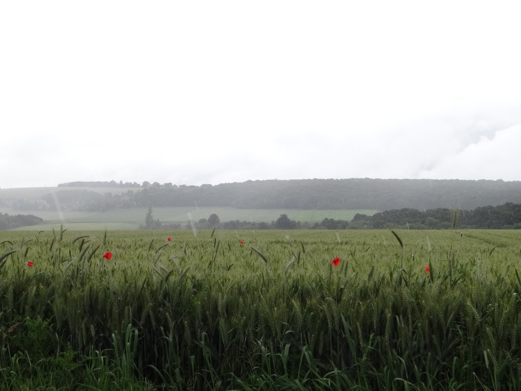 normandy209.jpg