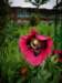 normandy221_small.jpg