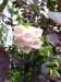 normandy233_small.jpg