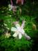 normandy238_small.jpg