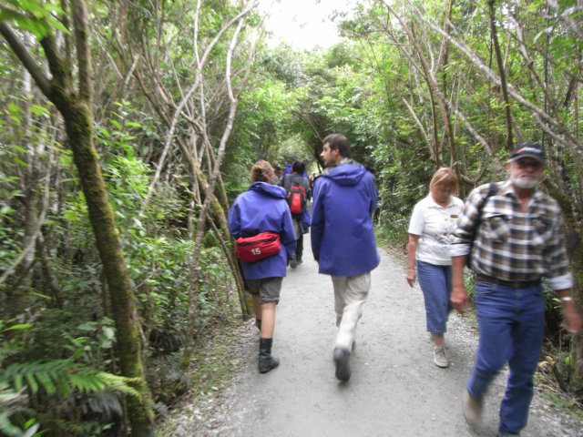 newzealandfranzjosefglaciertrack85.jpg