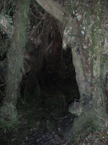 newzealandfranzjoseftownship16.jpg