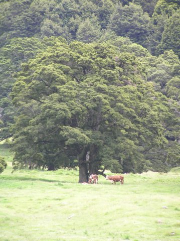newzealandwanakaeastmatukitukivalleytrack33.jpg