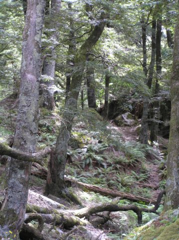 newzealandwanakaeastmatukitukivalleytrack63.jpg