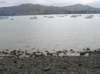 newzealandchristchurchakaroa36_small.jpg