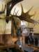 newzealandchristchurchcanterburymuseum14_small.jpg
