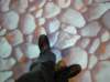 newzealandchristchurchcanterburymuseum15_small.jpg