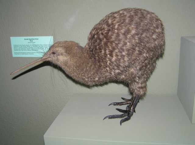 newzealandchristchurchcanterburymuseum17.jpg