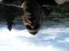 newzealandhamnersprings30_small.jpg