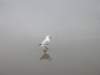 tnewzealandchristchurchnewbrightonbeach_small.jpg